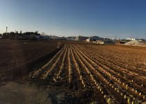 富里インター付近の畑